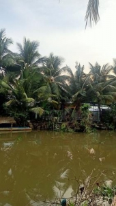 Cần bán nhà , có vườn , view sông Hậu Giang